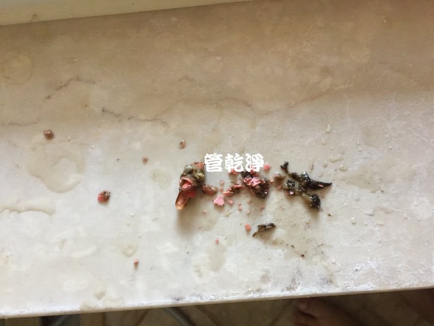 水管噴出粉紅物體? 新竹 竹北 嘉豐二街 清洗水管